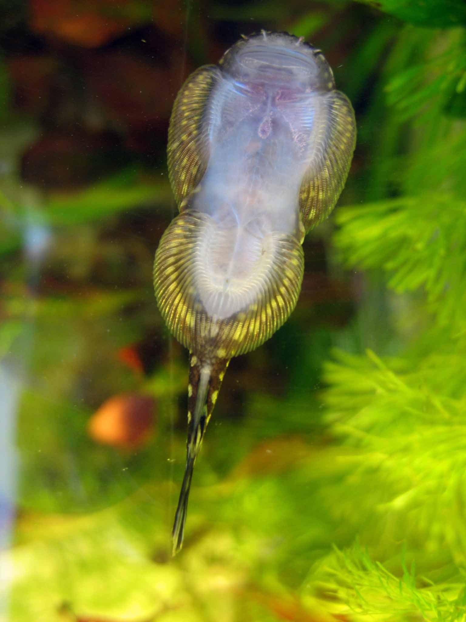 Гастромизон рыбка аквариумная